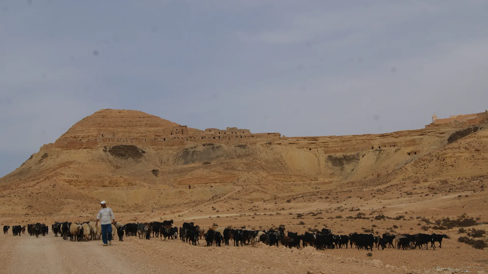 A shepherd’s day in the surroundings of Tataouine - Image 1