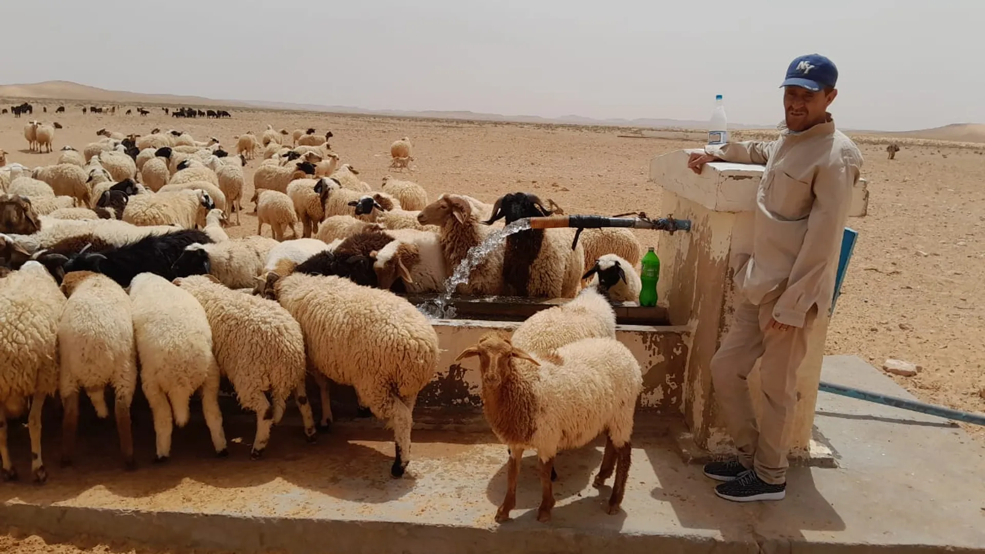 Mercato del bestiame