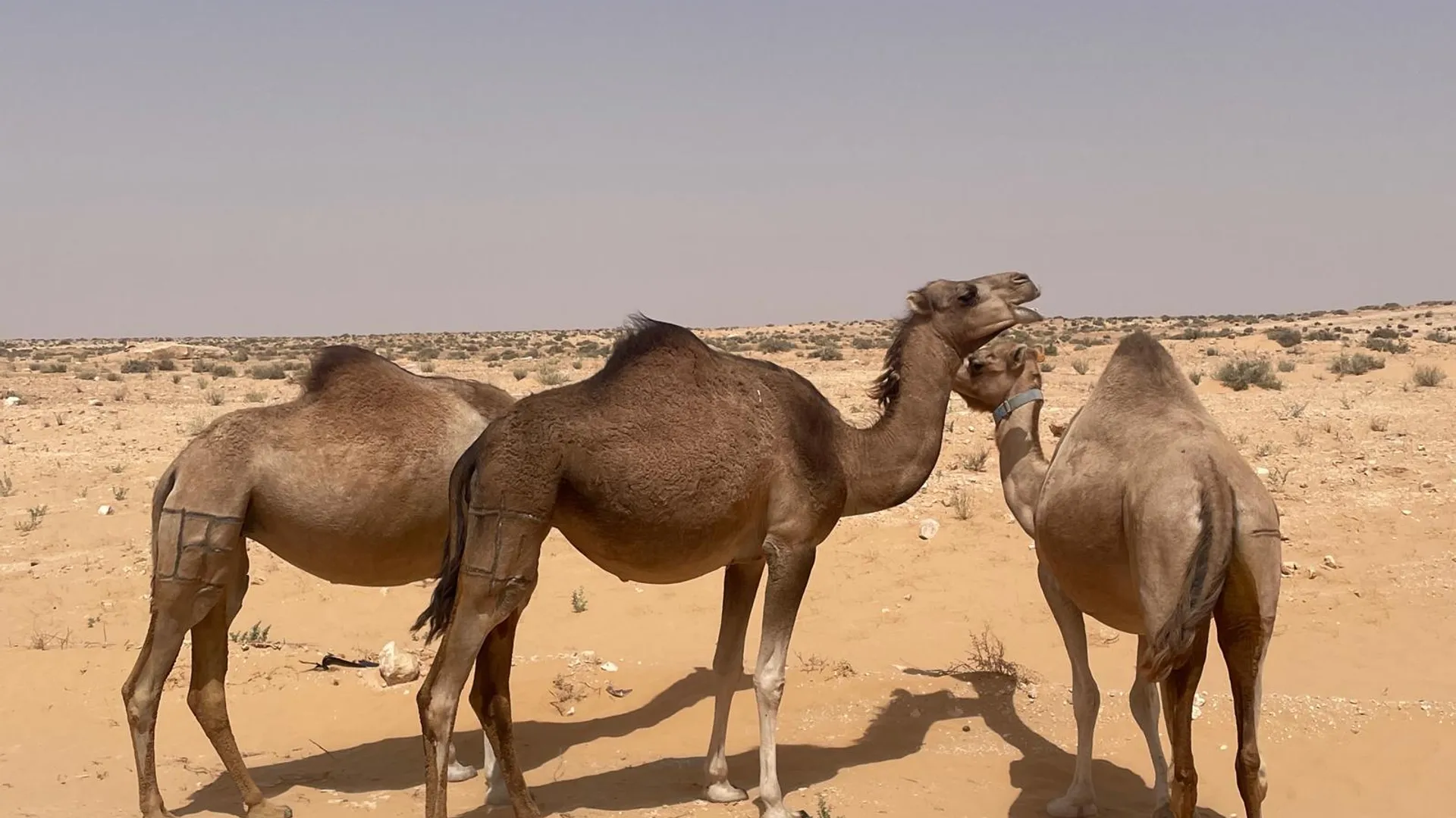 Voyagez en famille sur les traces des nomades en Tunisie  - Image 1