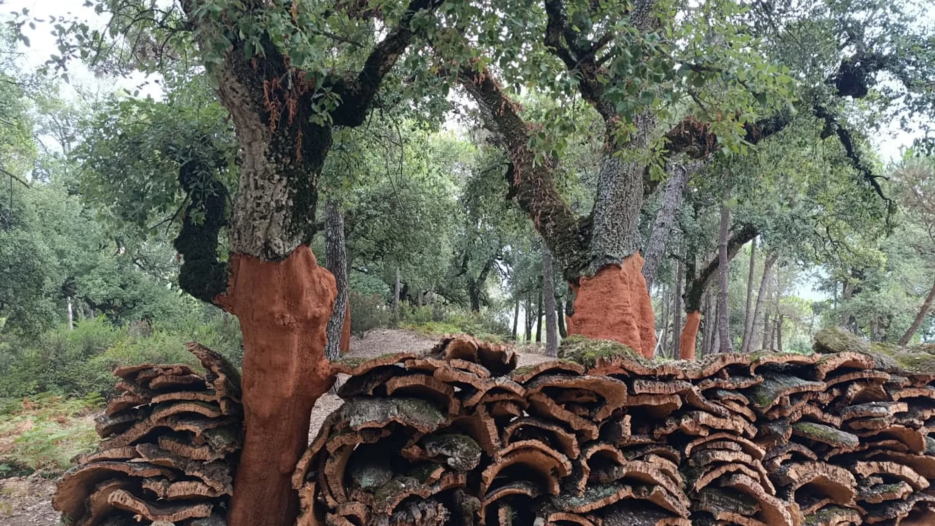 Voyage en famille au cœur de la nature - Image 2