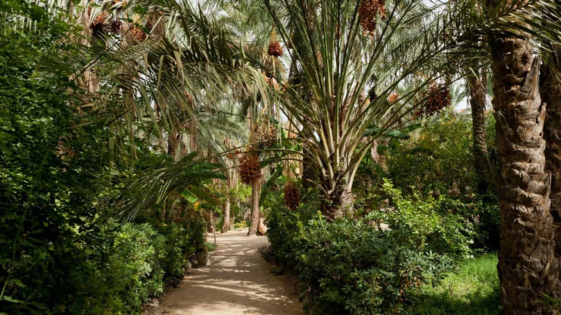 Douz – Tozeur - Image 1