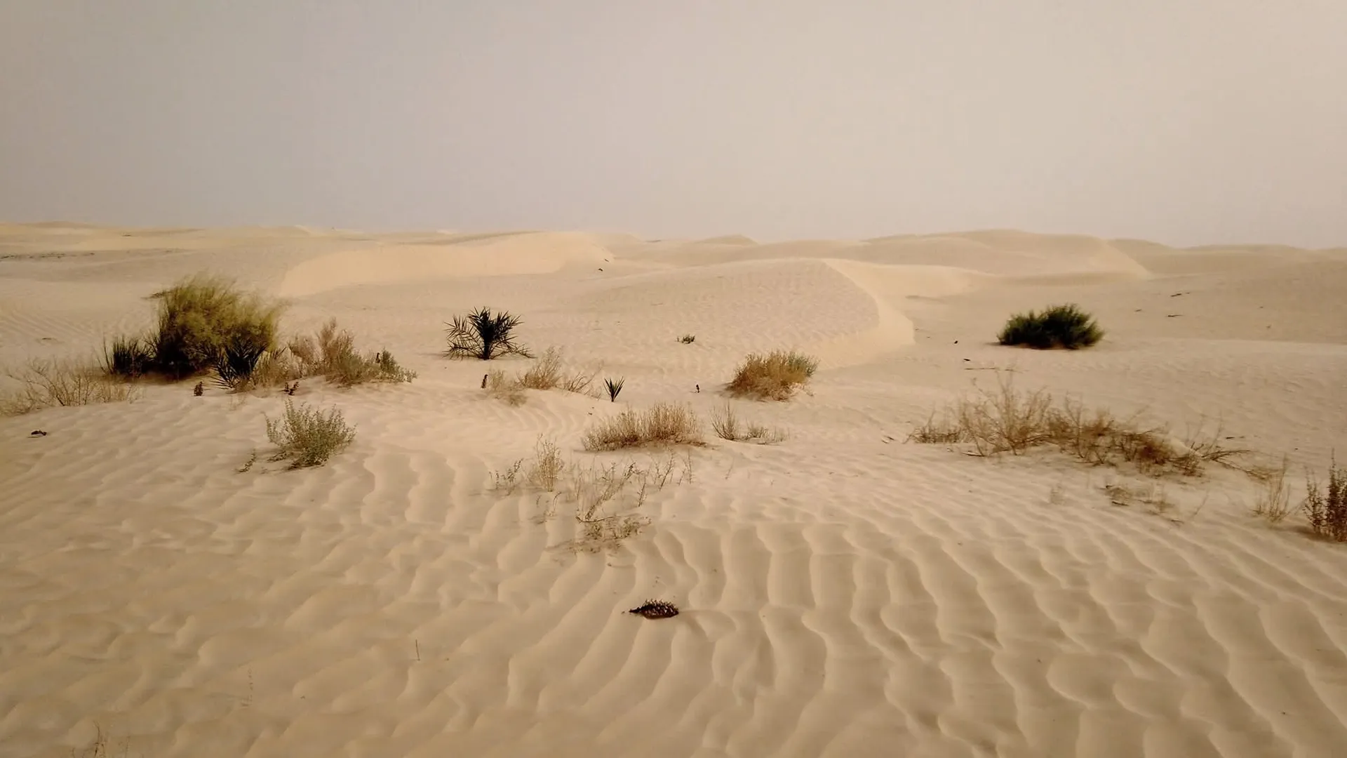 L'appel du desert - Image 2