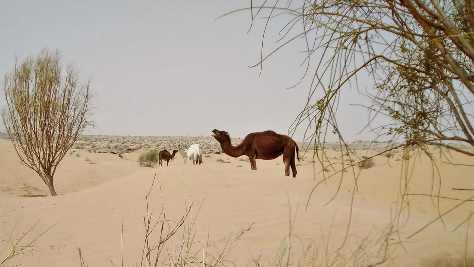 Hiking Trek in the Tunisian Sahara Desert
